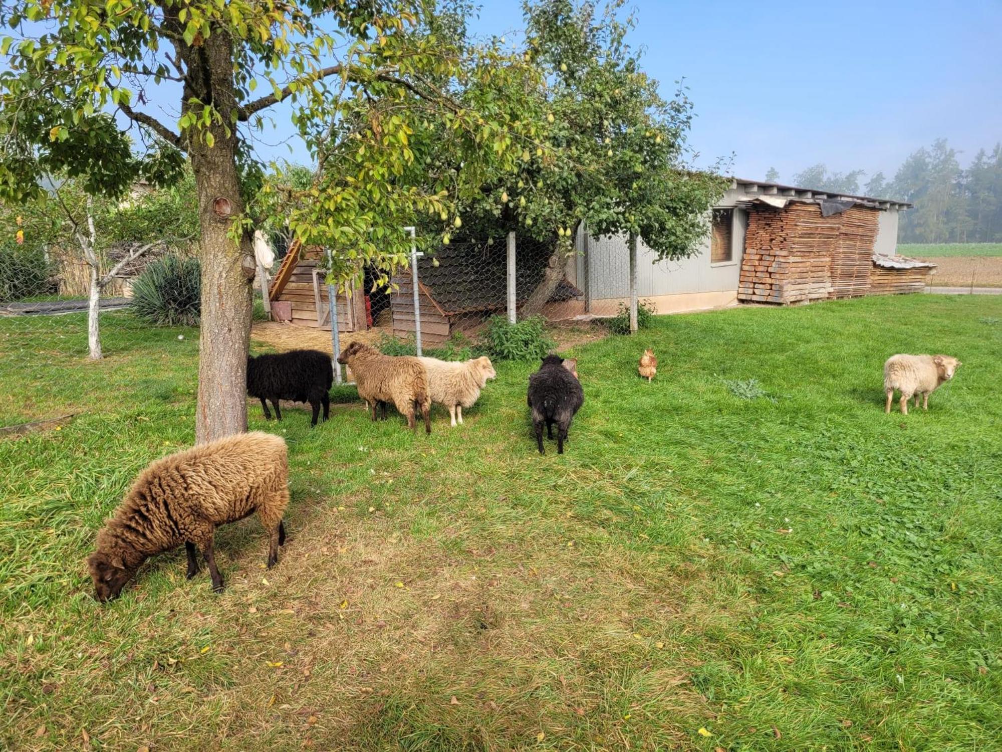 Ferienwohnung Wiesenhof Neuhof an der Zenn Exterior foto